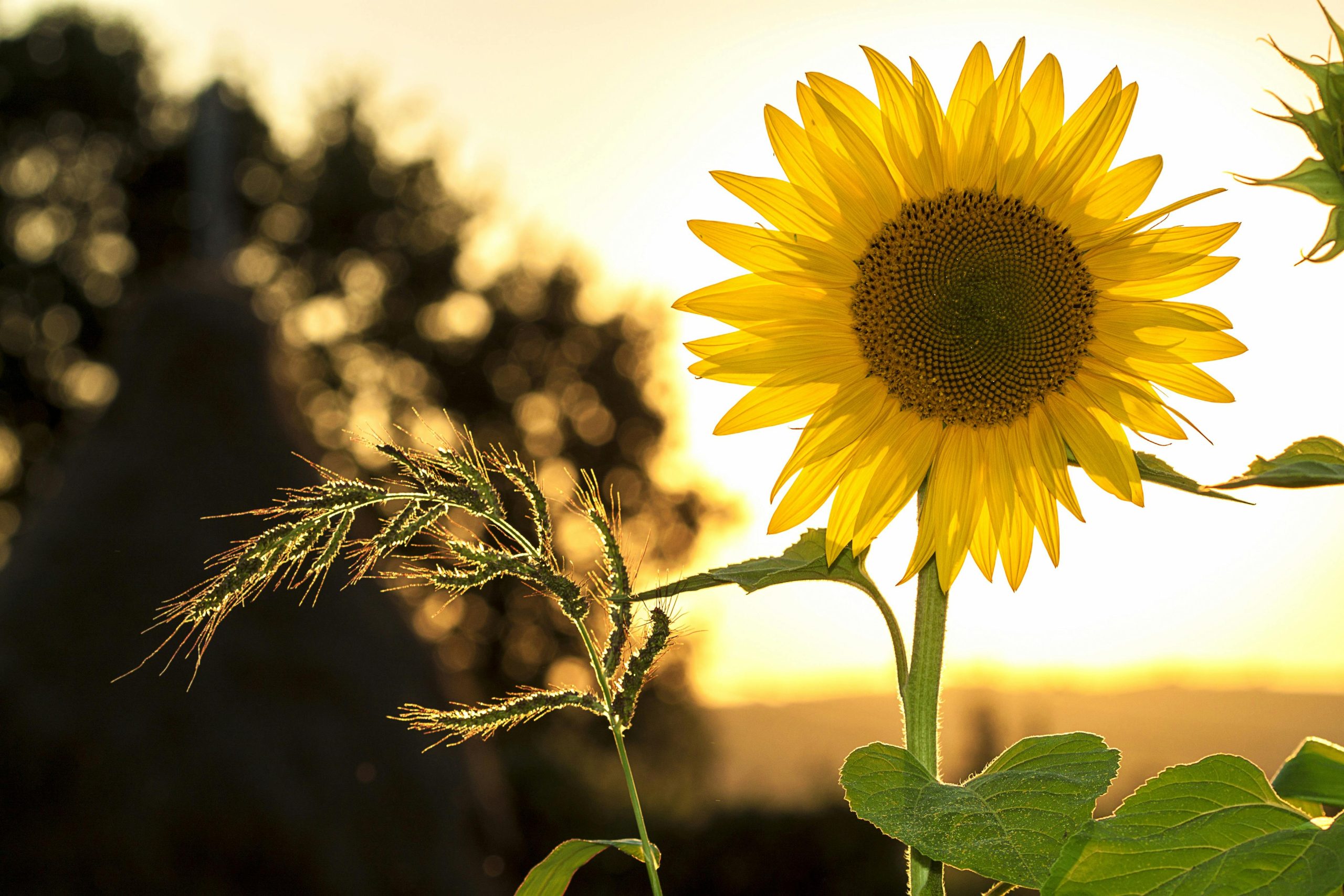 Pexels Pixabay